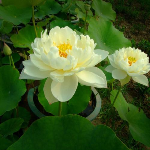 網(wǎng)站運營有效推廣的八大優(yōu)勢